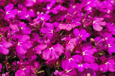 Açık havada açan güzel pembe çiçekler, yakın plan