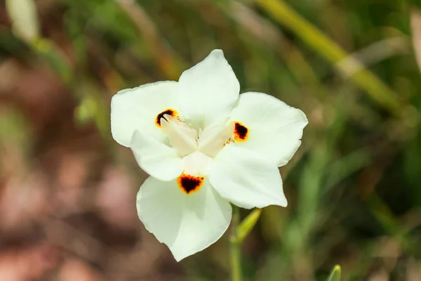 stock image Beautiful white flower blooming outdoors, closeup