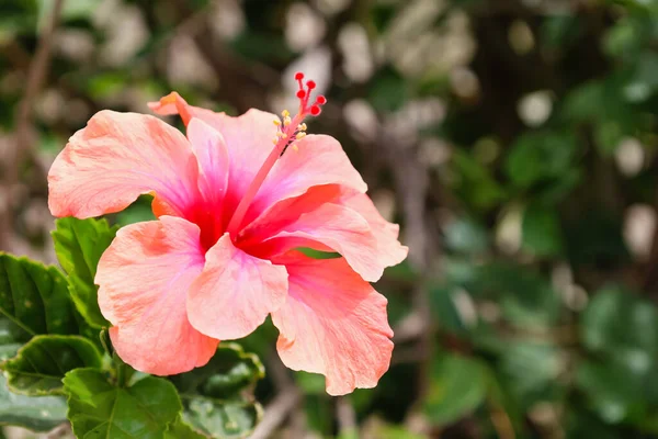 Hermosa Flor Hibisco Floreciendo Aire Libre Primer Plano — Foto de Stock