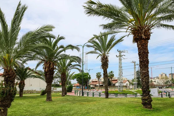 View Beautiful Palm Trees City Park — Stock Photo, Image
