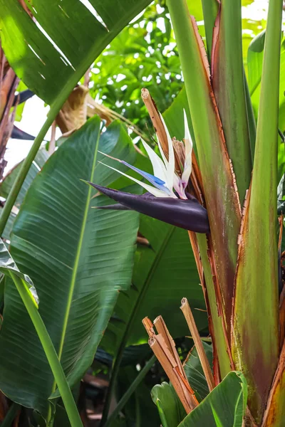 stock image View of green palm tree with flower outdoors, closeup