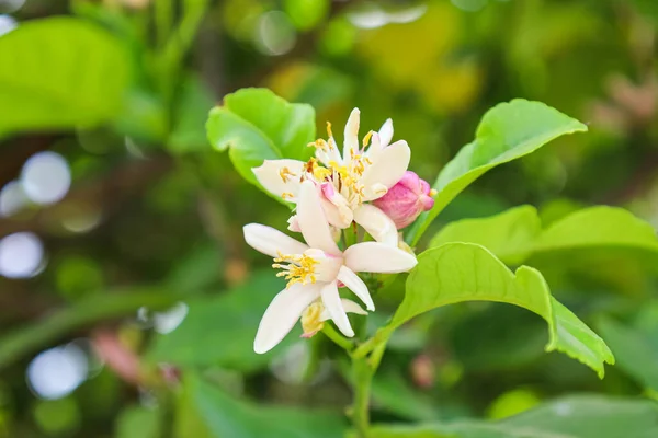 Beautiful Flowers Lemon Tree Outdoors Closeup — Stock Photo, Image
