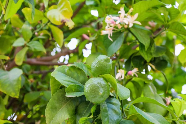 Tree Green Lemons Outdoors Closeup — Stock Photo, Image
