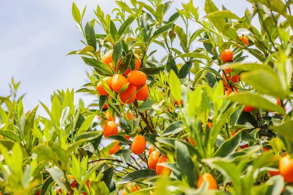 Schöner Kumquat Baum Mit Früchten Freien Nahaufnahme — Stockfoto