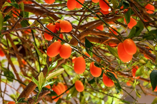 Gyönyörű Kumquat Gyümölcsökkel Szabadban Közelkép — Stock Fotó