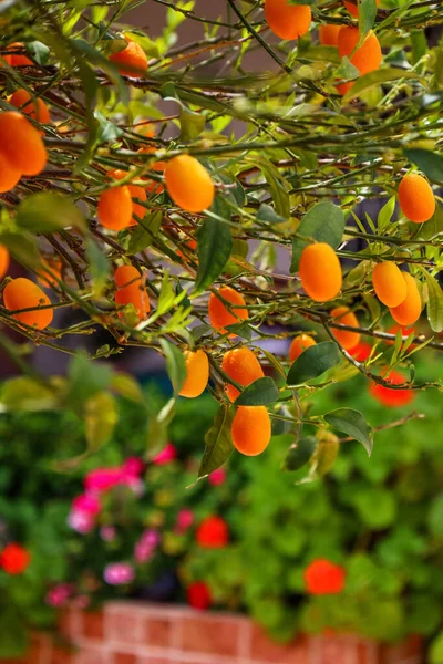 Bela Árvore Kumquat Com Frutas Livre Close — Fotografia de Stock