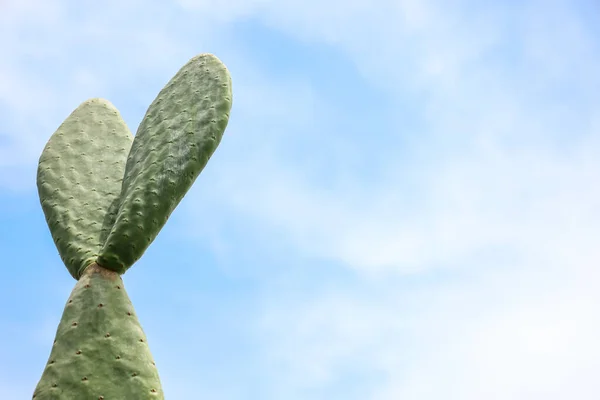 Groene Cactus Tegen Lucht Achtergrond Close — Stockfoto