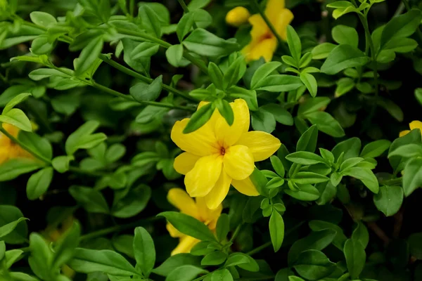 Yellow Flower Blooming Outdoors Closeup — Stock Photo, Image