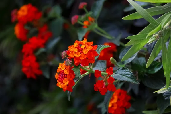 Schöne Rote Blumen Die Draußen Blühen Nahaufnahme — Stockfoto