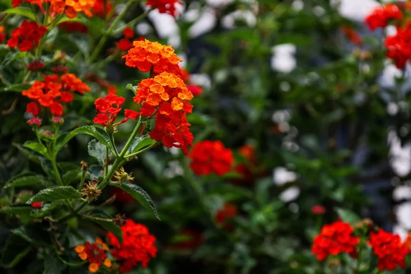 Hermosas Flores Rojas Que Florecen Aire Libre Primer Plano — Foto de Stock