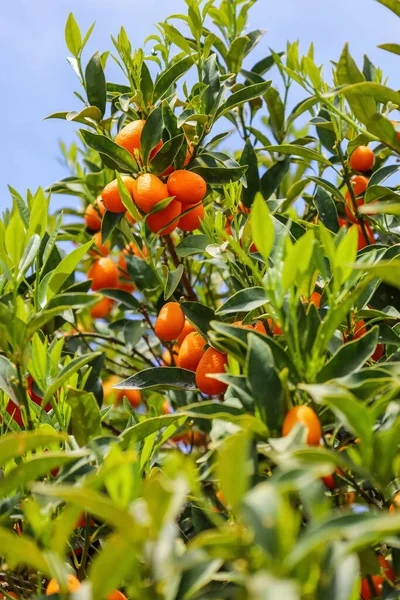 Beautiful Kumquat Tree Fruits Outdoors Closeup — Stock Photo, Image