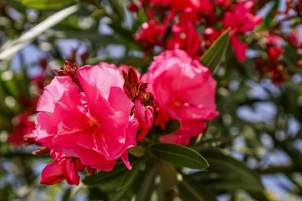 Красиві Квіти Цвітуть Відкритому Повітрі Крупним Планом — стокове фото