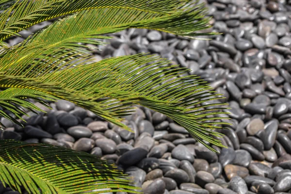 Green Palm Leaves Black Pebbles Closeup — Stock Photo, Image