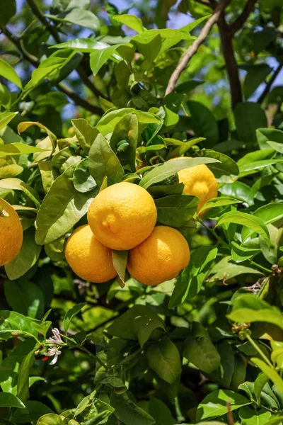 Baum Mit Gelben Zitronen Freien Nahaufnahme — Stockfoto