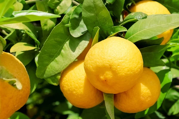 Baum Mit Gelben Zitronen Freien Nahaufnahme — Stockfoto