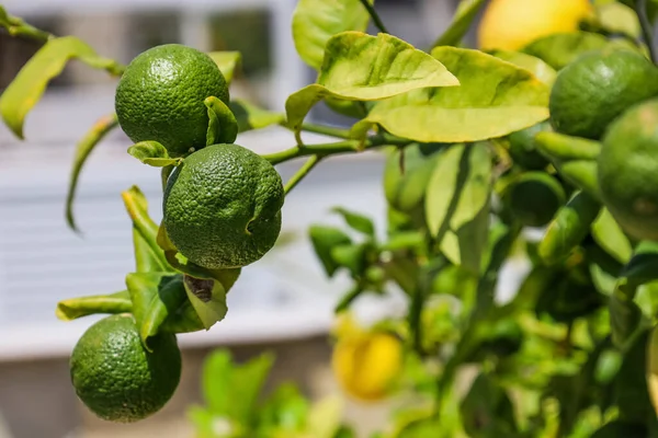 Tree Green Lemons Outdoors Closeup — Stock Photo, Image