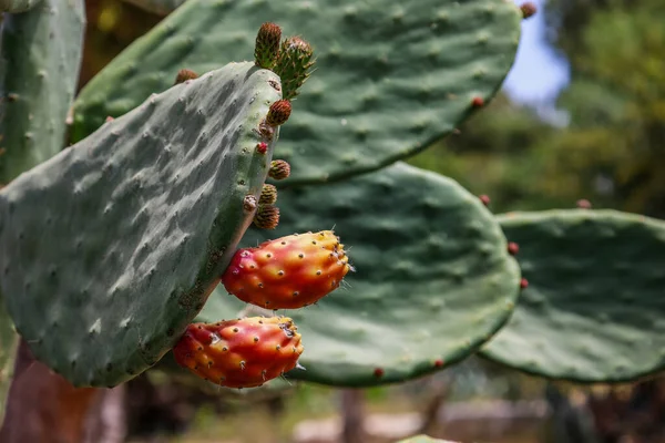 Green Cacti Flowering Outdoors Closeup — Stock Photo, Image