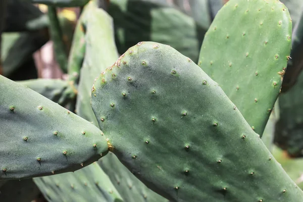 Green Cacti Growing Outdoors Closeup — Stock Photo, Image