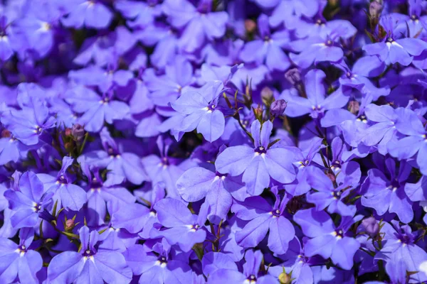 美丽的紫色花朵在户外绽放 — 图库照片