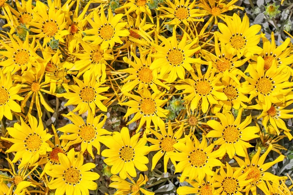 Красиві Жовті Квіти Цвітуть Відкритому Повітрі Крупним Планом — стокове фото