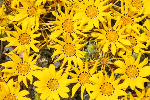 Beautiful Yellow Flowers Blooming Outdoors Closeup — Stock Photo, Image