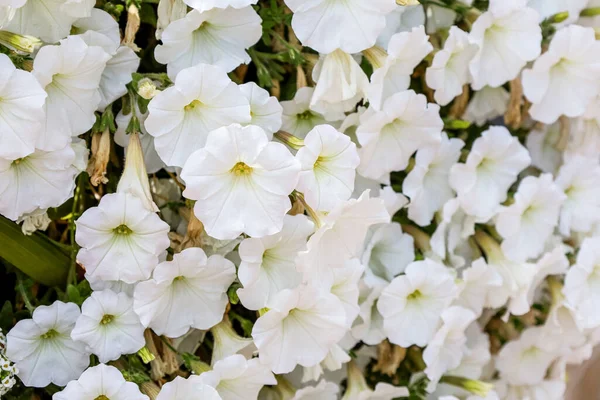 stock image Beautiful white flowers blooming outdoors, closeup