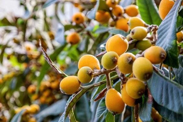 Tree with yellow fruits outdoors, closeup
