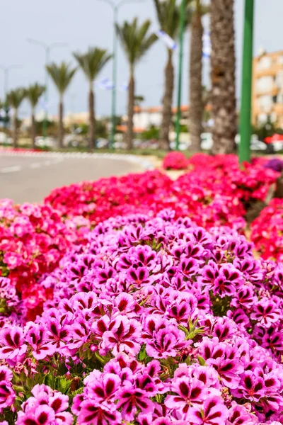 Яскраво Рожеві Квіти Цвітуть Міській Вулиці Крупним Планом — стокове фото