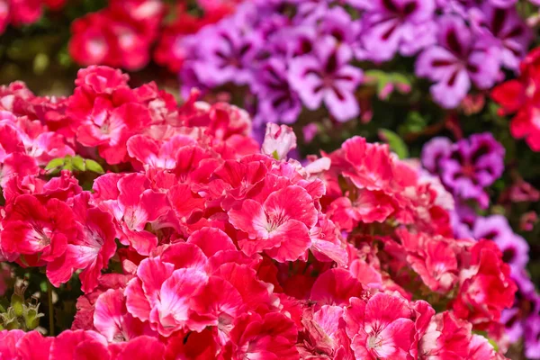 Φωτεινά Ροζ Λουλούδια Εξωτερικούς Χώρους Κοντινό Πλάνο — Φωτογραφία Αρχείου