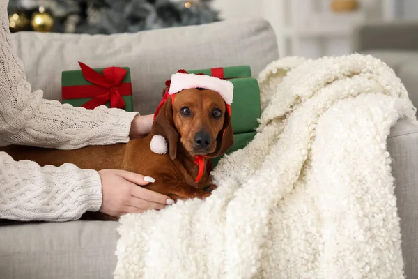 Cute Dachshund Dog Santa Hat Owner Home Christmas Eve — Stock Photo, Image