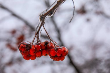 Kış günü buzlu bir demet Rowan ile ağaç