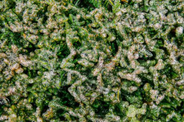 Arkaplan olarak buzla kaplı kozalaklı çalılar