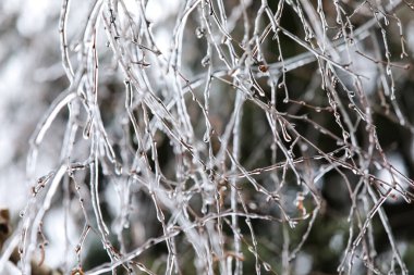 Soğuk kış gününde buzlu ağaç dalları