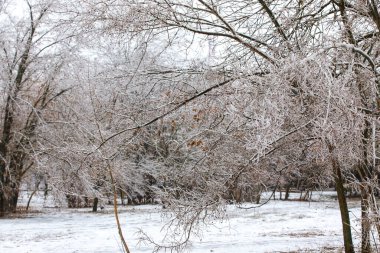 Buzlu ağaçlı güzel kış parkı