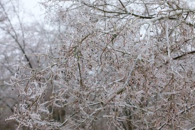 Soğuk kış gününde buzla kaplı güzel dallar