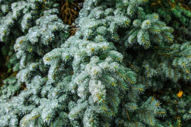 Kış ormanlarında buzlu köknar dalları, yakın plan.