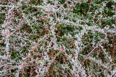 arka plan olarak buzla kaplı yeşil dallar