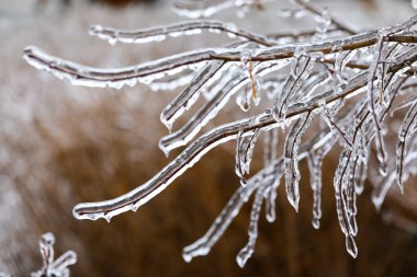 Kış günü buza bulanmış dallar, yakın çekim