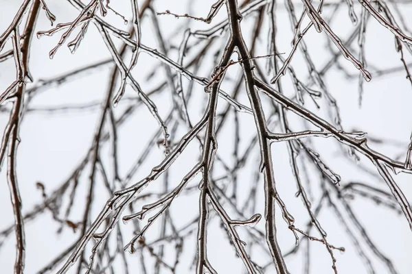 Vue Rapprochée Des Branches Arbres Glacés Par Temps Froid Hiver — Photo