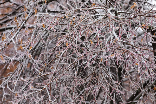 Belles Branches Arbres Couvertes Glace Par Temps Froid Hiver — Photo