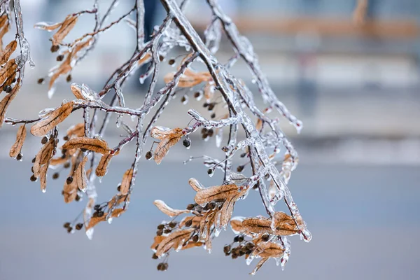 Branches Arbres Glacés Avec Des Feuilles Sèches Des Baies Par — Photo