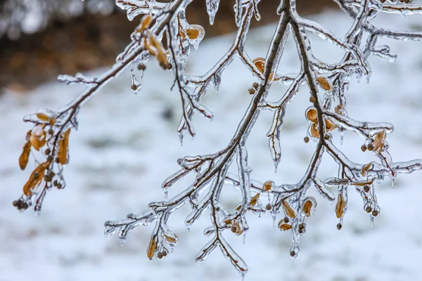 Branches Arbres Glacés Avec Des Baies Des Feuilles Sèches Jour — Photo