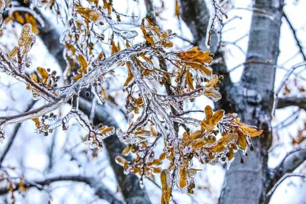 Branches Arbres Glacés Avec Des Baies Des Feuilles Sèches Dans — Photo