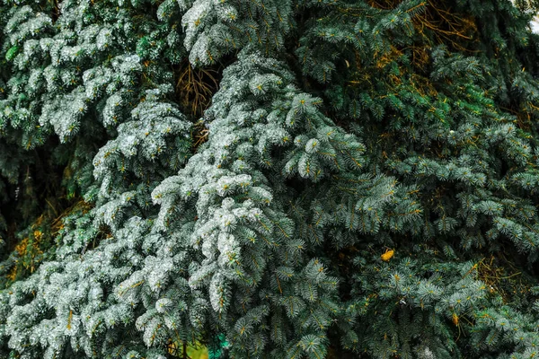 Icy Fir Tree Branches Winter Forest Closeup — Stock Photo, Image