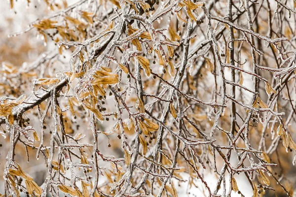 Branches Arbres Glacés Avec Des Feuilles Sèches Petites Baies Dans — Photo