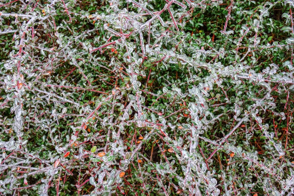 arka plan olarak buzla kaplı yeşil dallar