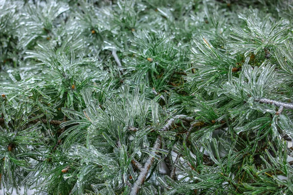 Green Coniferous Branches Covered Ice Closeup — Stock Photo, Image