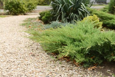 parkta güzel yeşil çalılar