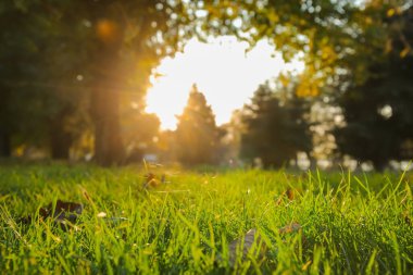 Güneşli bir sonbahar gününde parkta güzel yeşil çimenler.