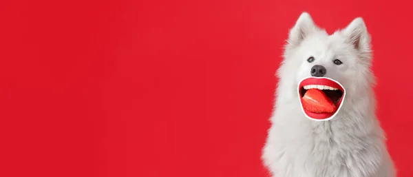 Divertido Perro Samoyedo Con Labios Humanos Fresa Sobre Fondo Rojo — Foto de Stock